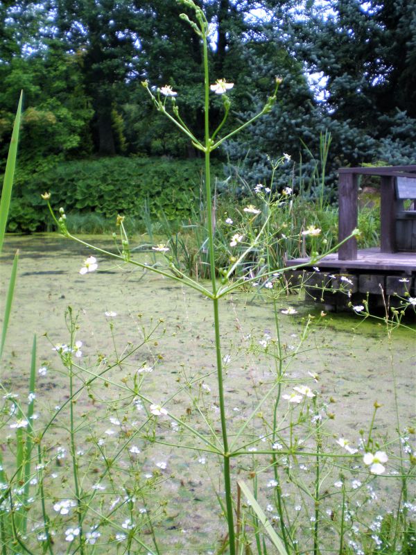 P7240195 Alisma plantago-aquatica